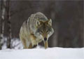 Mongolia’s Wolf Economy Comes in from the Cold